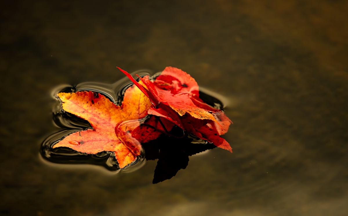 Autumn Leaves by Linda Davidson 