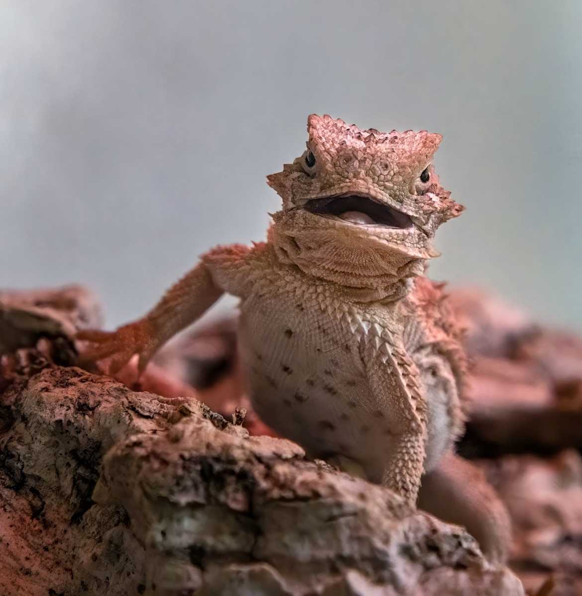 Baby Horned Lizard by Linda Davidson 