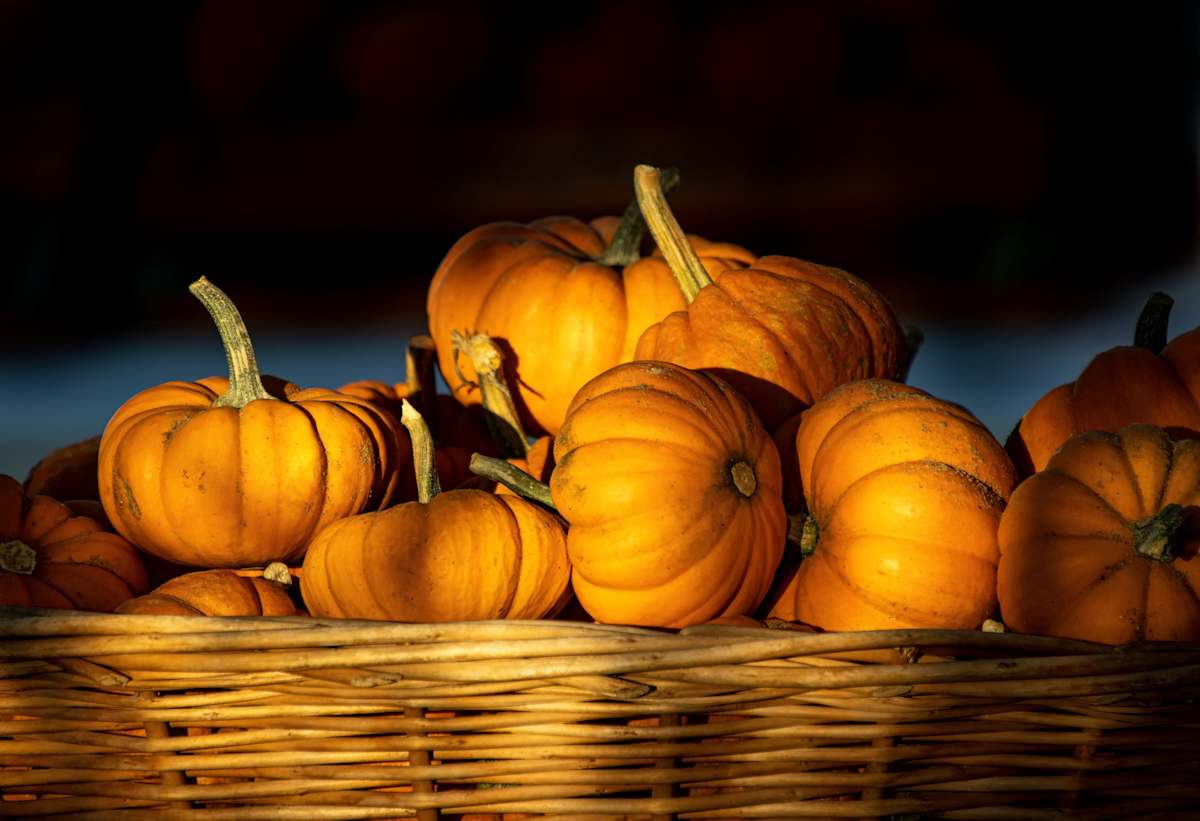 Baby Pumpkins by Linda Davidson 