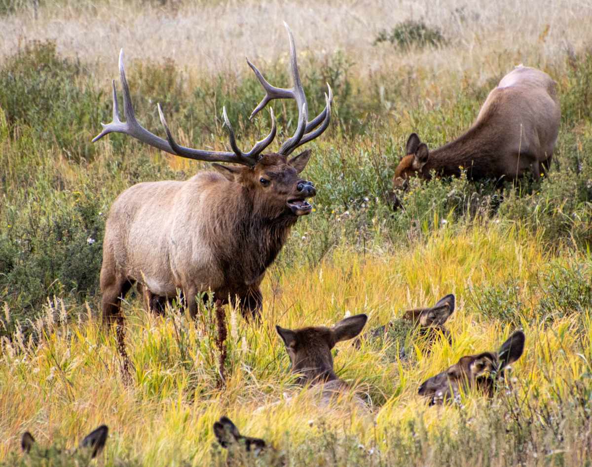 Bull Elk Bugle by Linda Davidson 