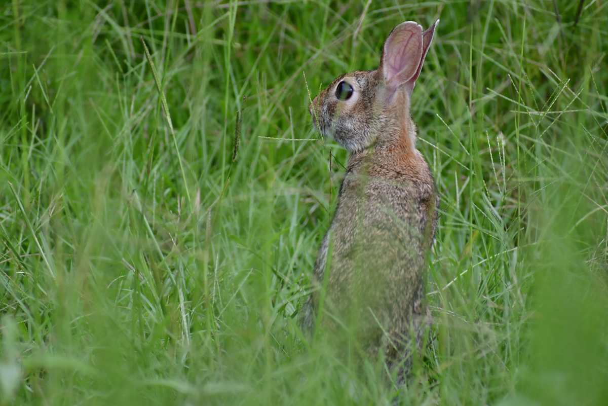 Lone rabbit hidden in the tall grass by Serenity Mitchell 