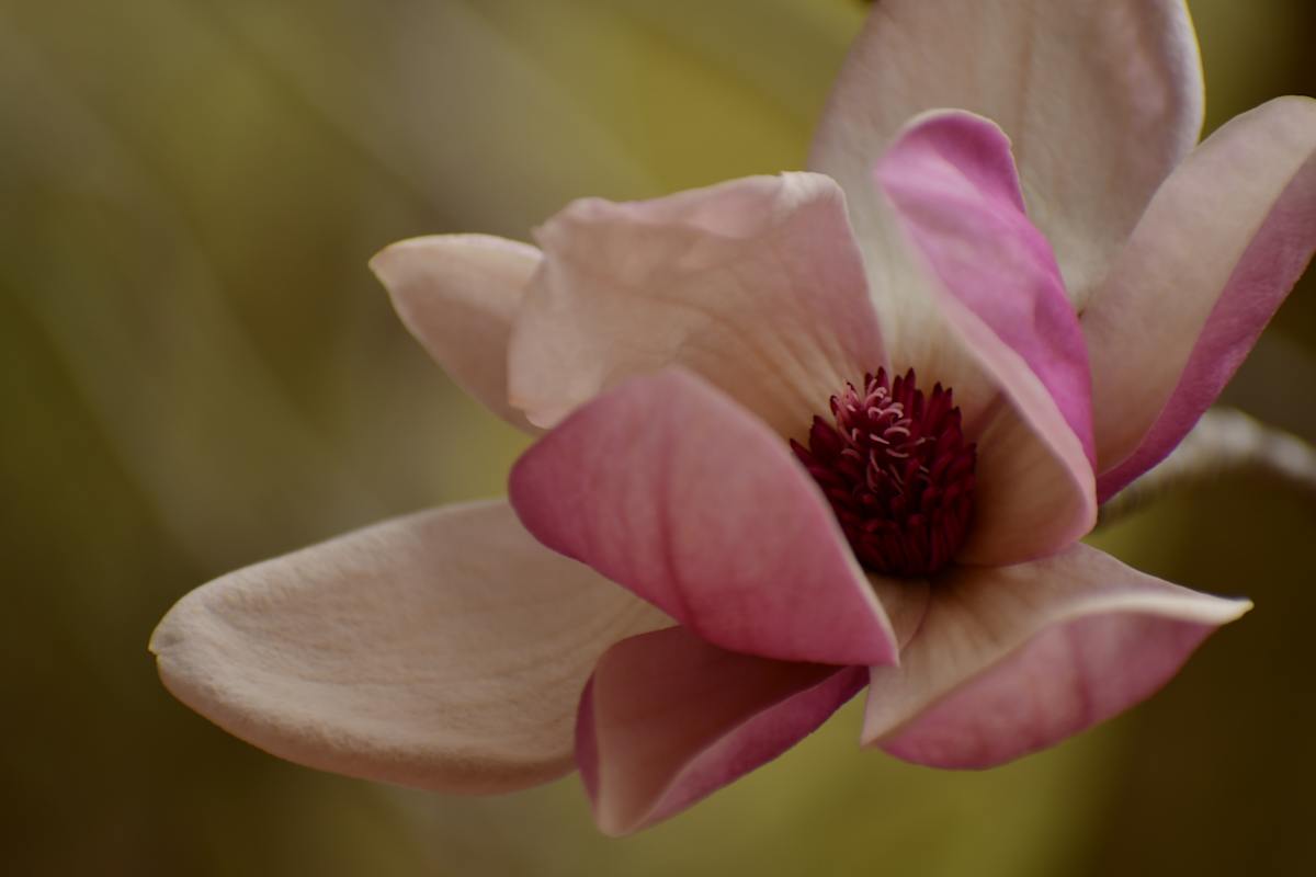 A soft pink Magnola in bloom by Serenity Mitchell 