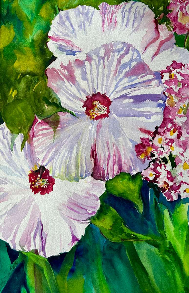 Dollar Plate Hibiscus by Linda Schooley 