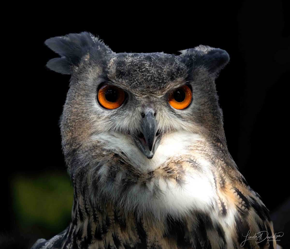 Eyes of Wisdom by Linda Davidson, Image 1.
