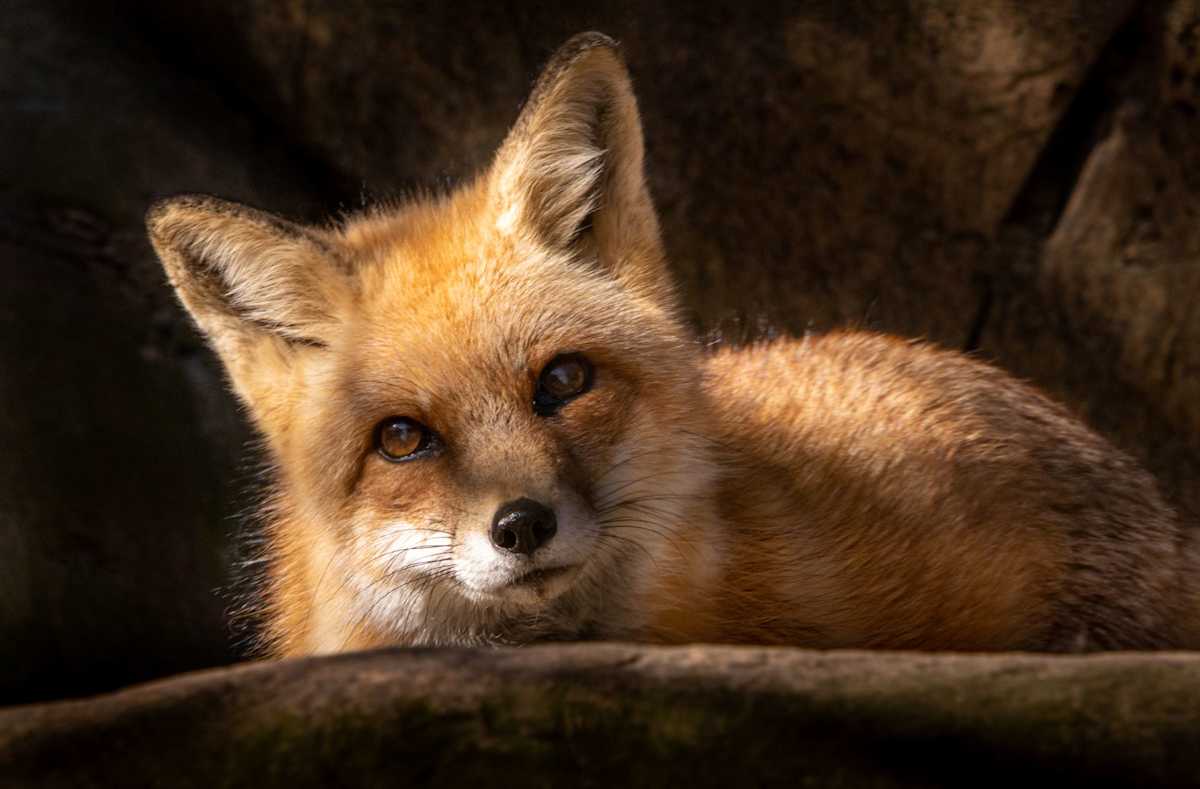 Red Fox by Linda Davidson, Image 1.