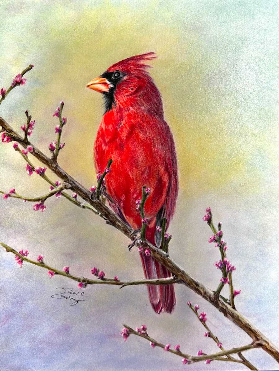 Red Bird on Redbud by Jane Casey 