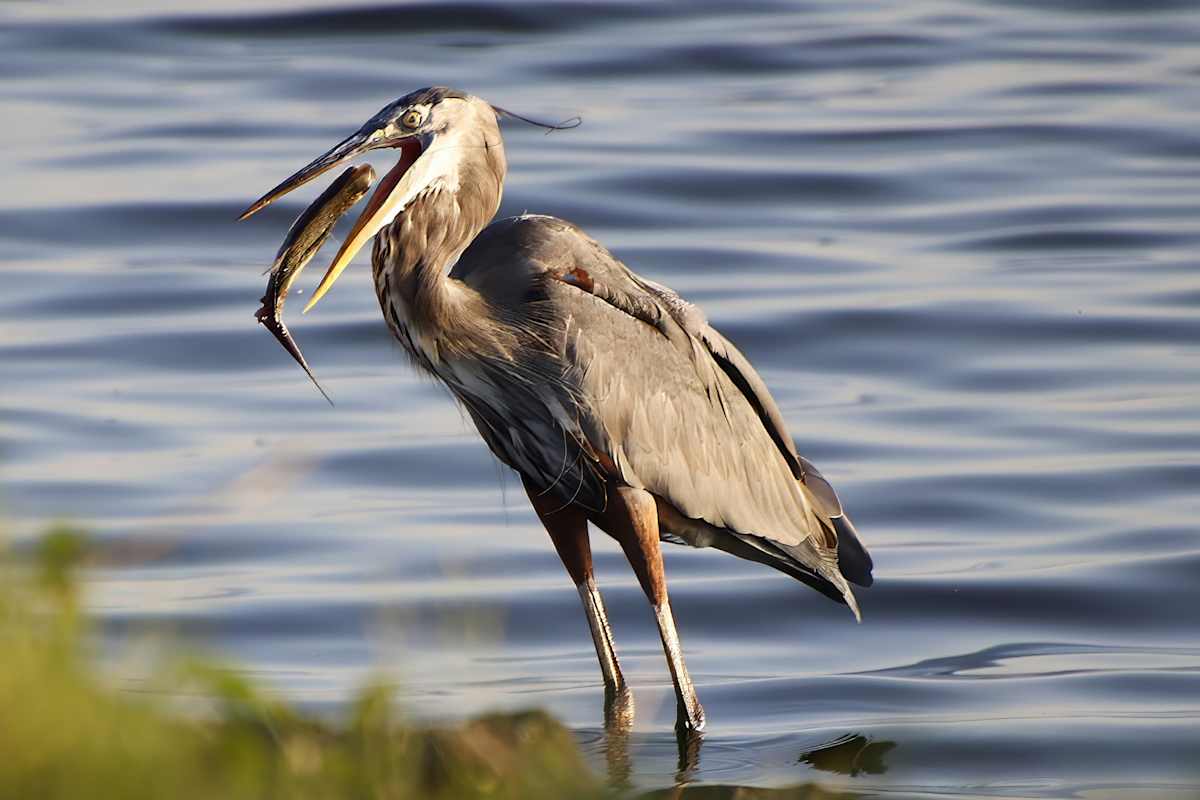 Gone Fishing by Peggy Craft 