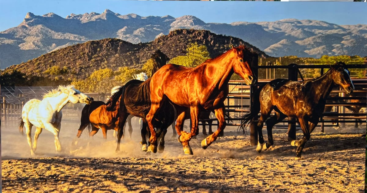 Thundering Herd by Linda Davidson 