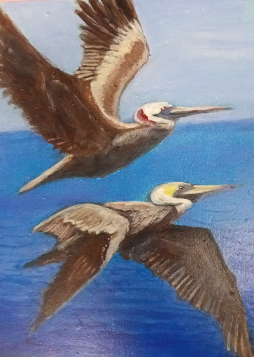 Pelicans by Rick Cade 