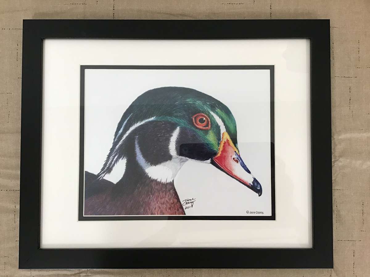 Wood Duck - print by Jane Casey 