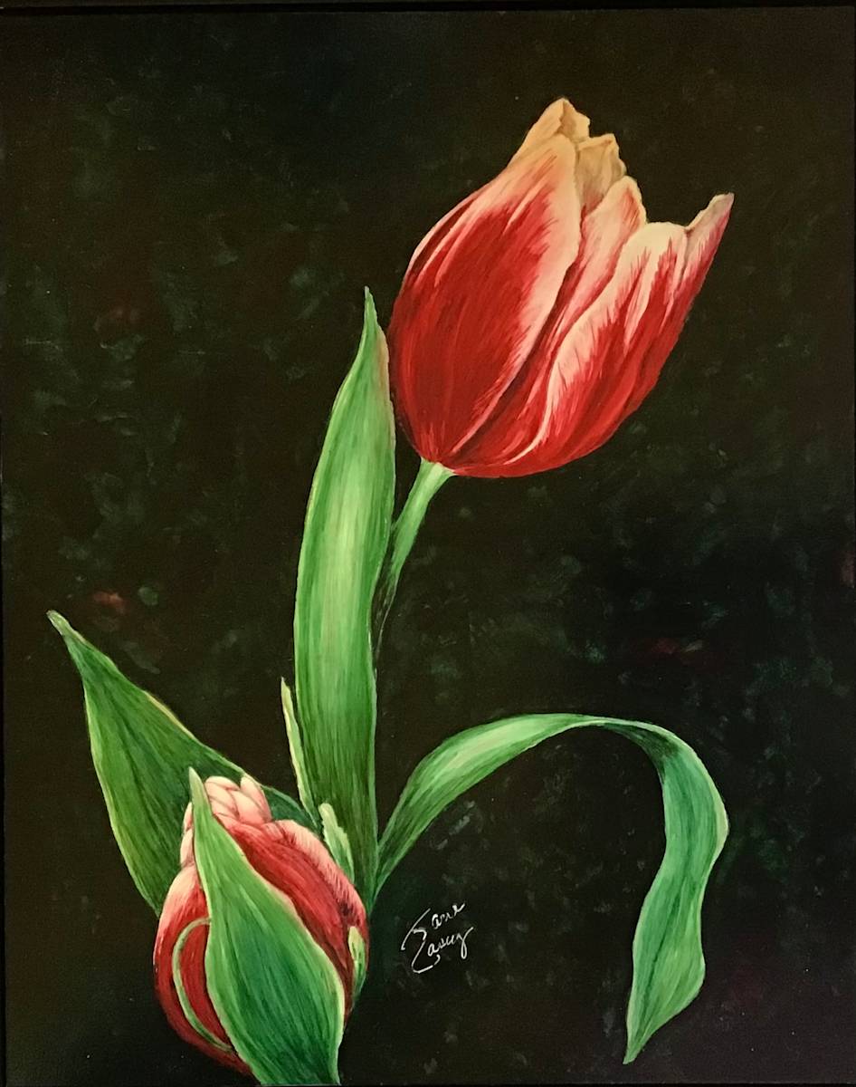 1st Place Red Tulip by Jane Casey 