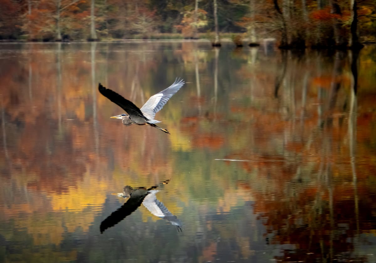 Autumn Glide by Linda Davidson 