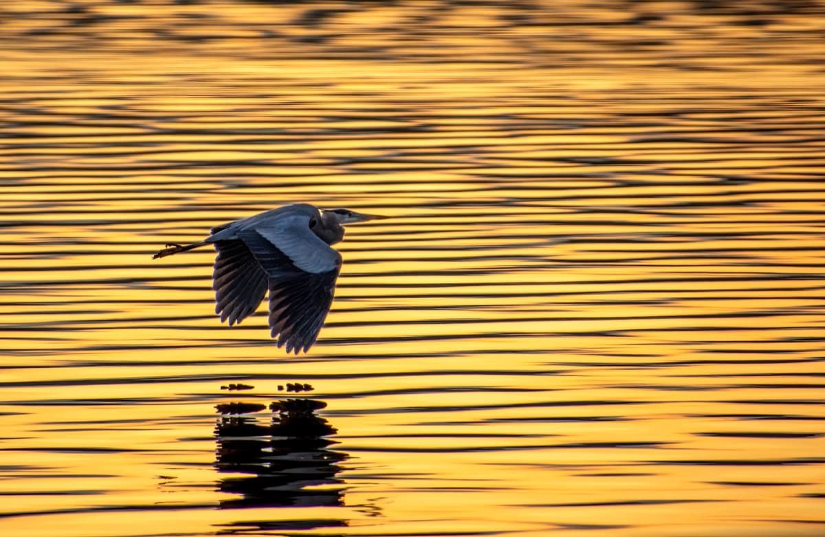 Golden Glide by Linda Davidson 