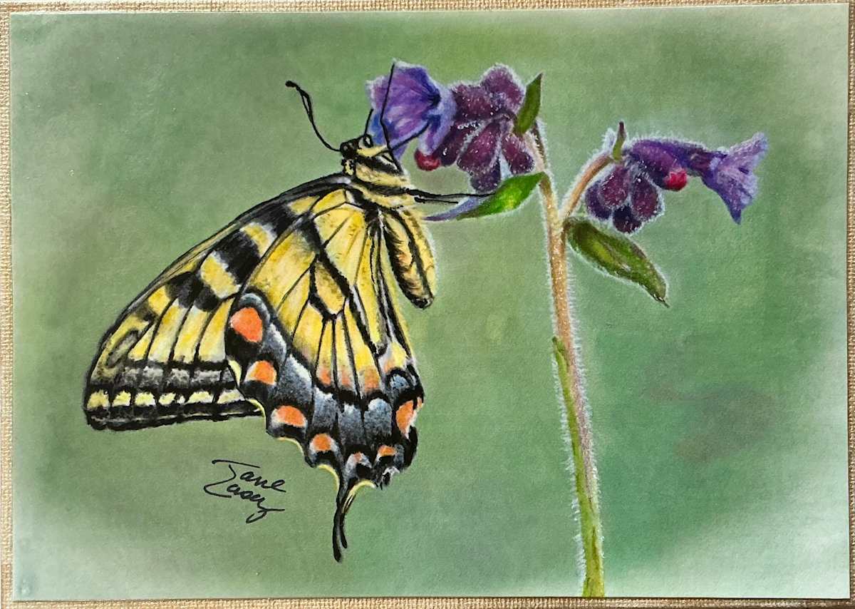 Yellow Swallowtail on Spiderwort by Jane Casey 
