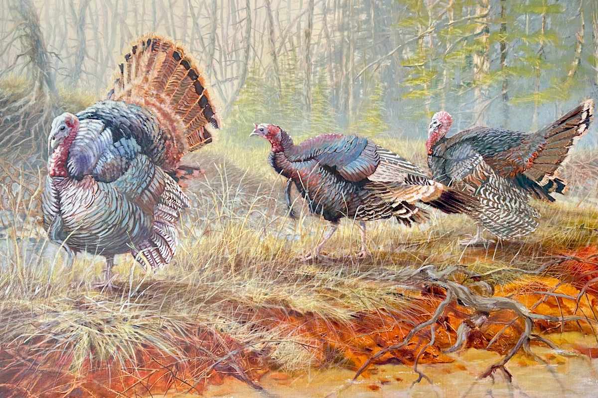 Wild Turkeys by Gary Broome 