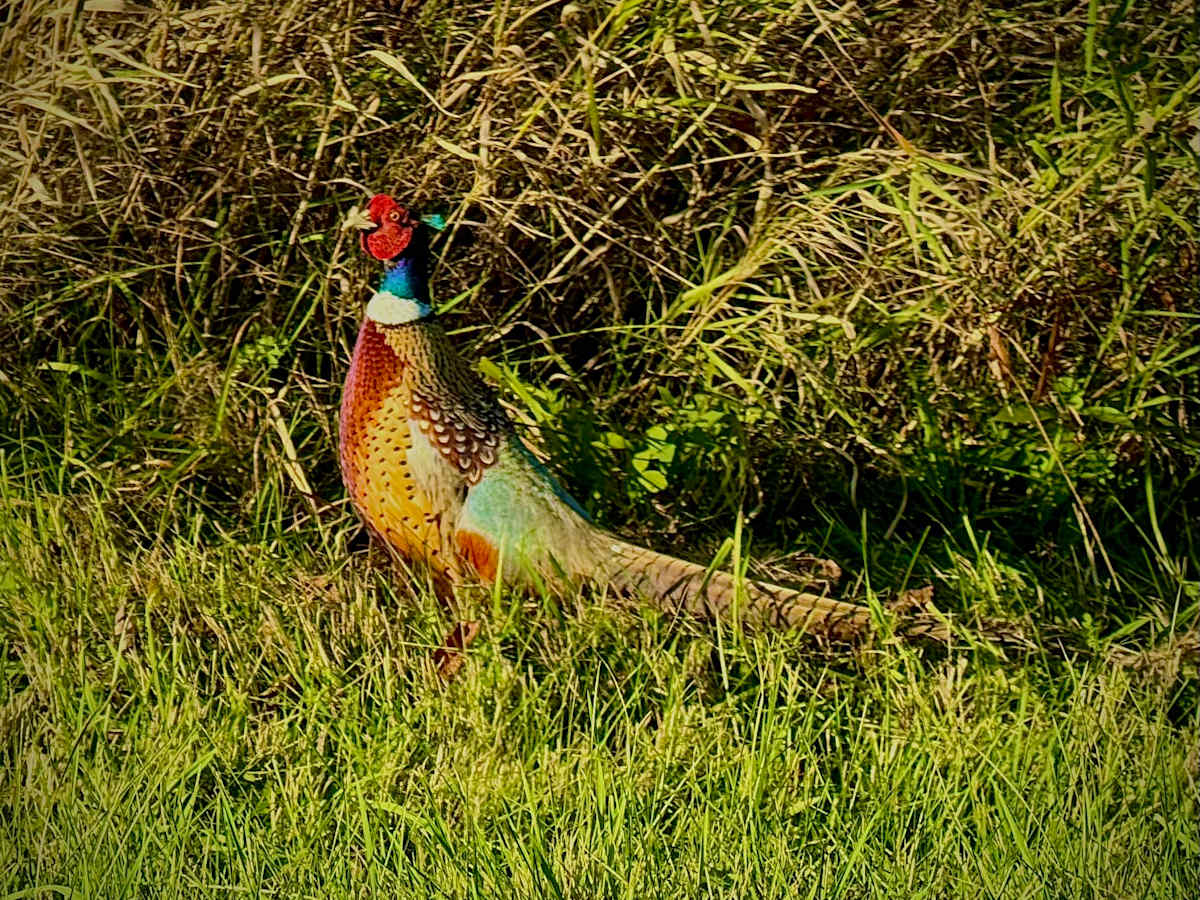 Looking for Chicks by Cathy Mounce  Image: Looking For Chicks