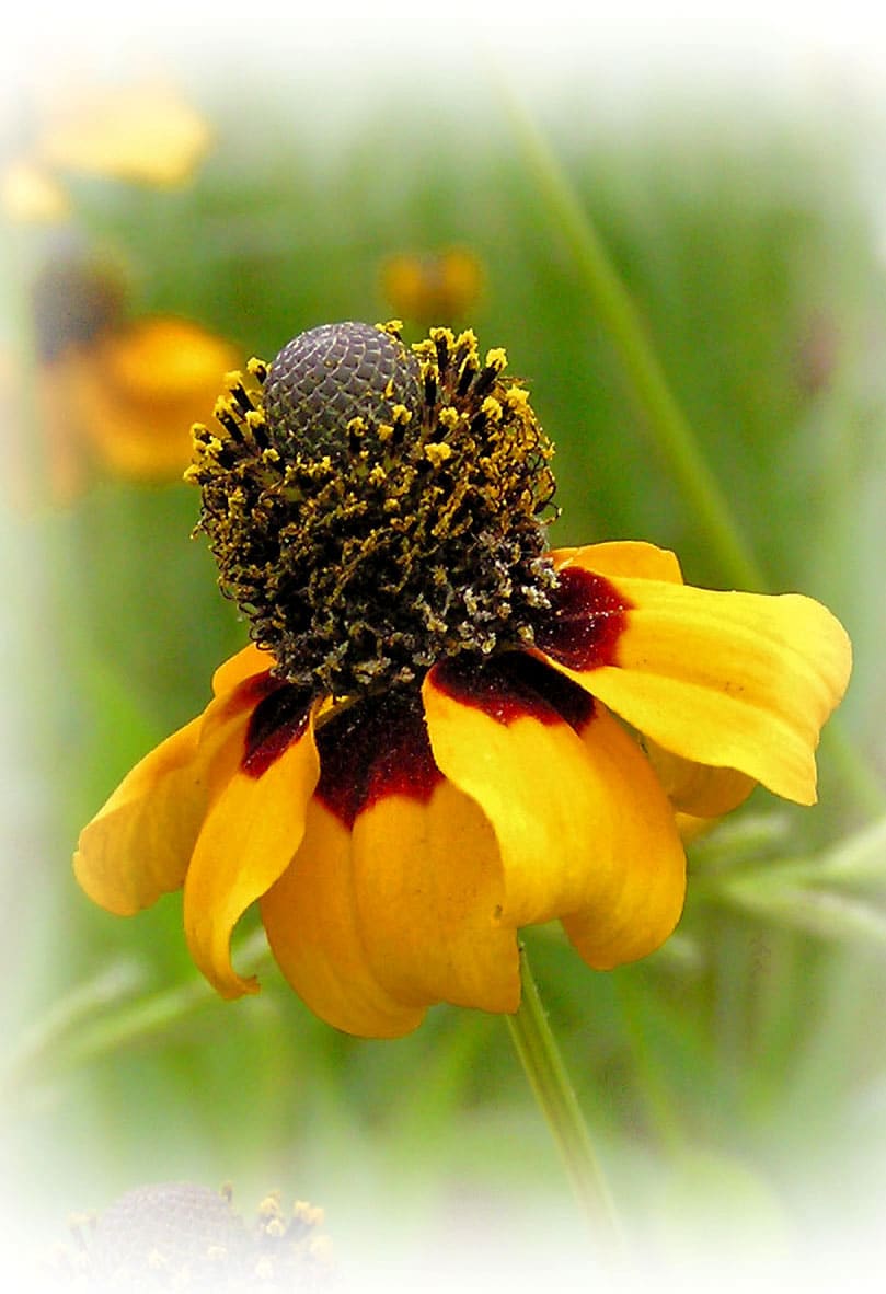 Clasping Cone Flower by Jane Casey 