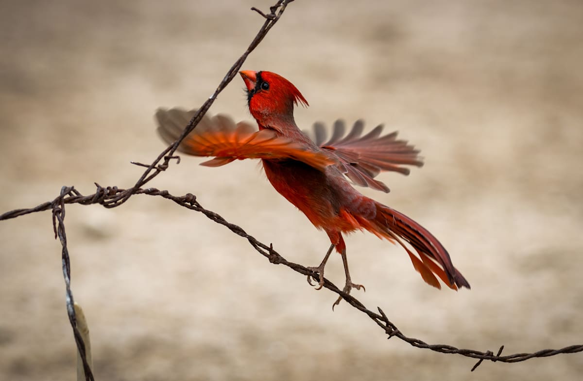Dancing on Barbed Wire by Linda Davidson 
