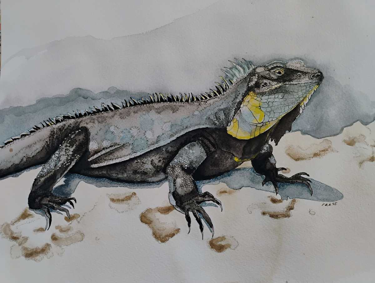 Iguana by Terry Heckmann 