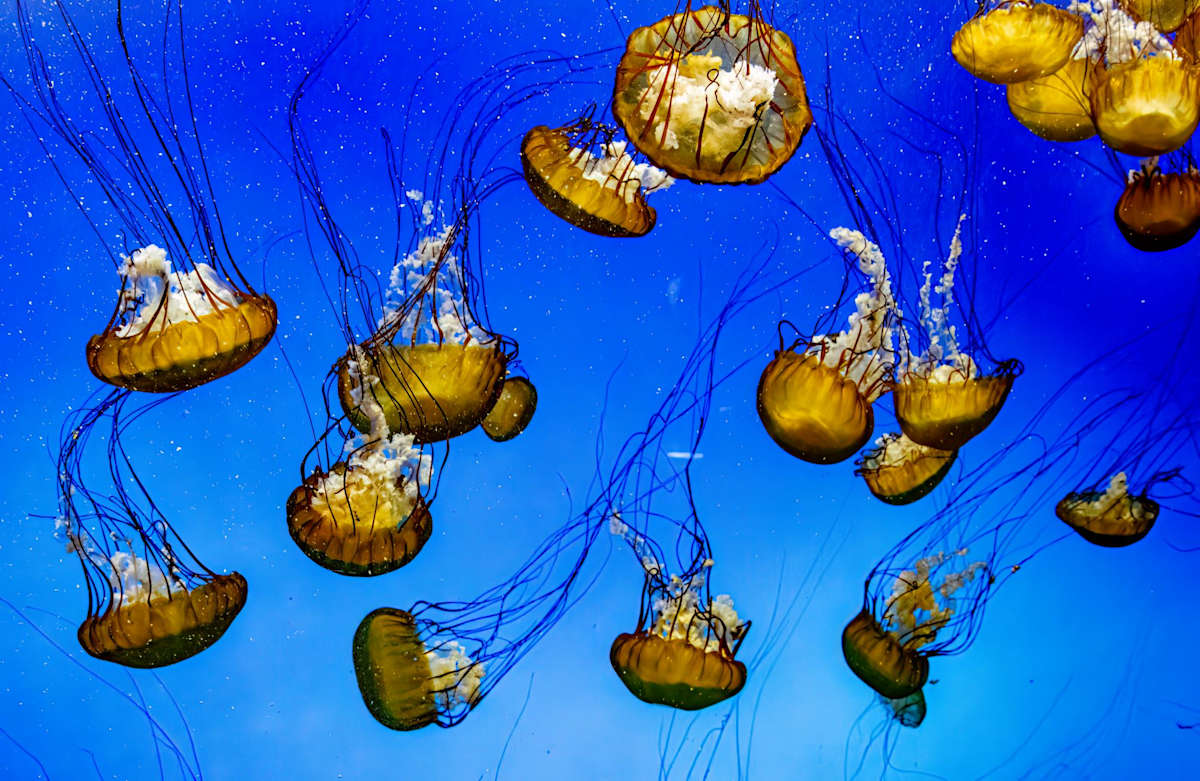 Jellies by Linda Davidson 