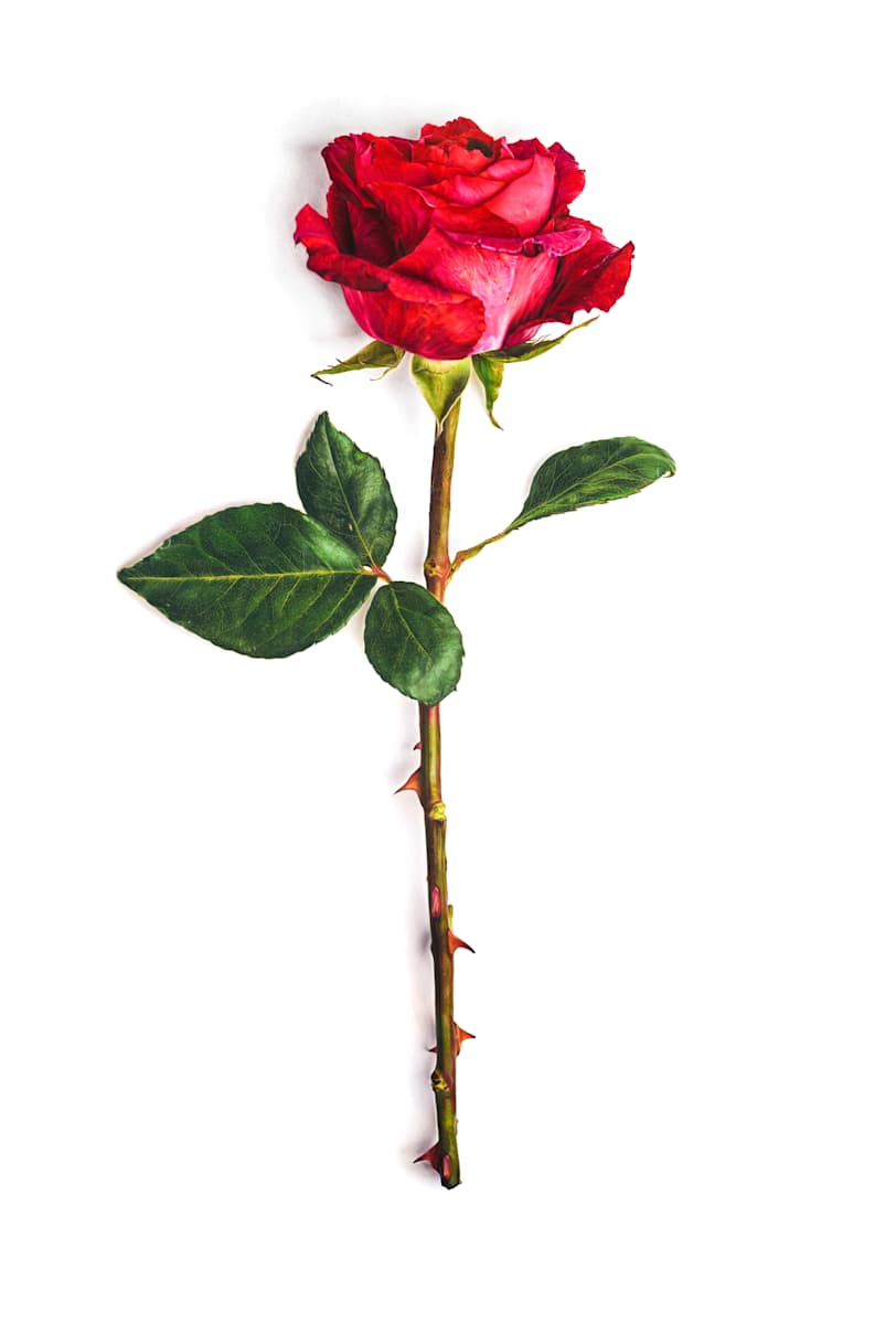 Dave, because a rose by any other name would smell as sweet by Mileah Lorenz, Image 1.