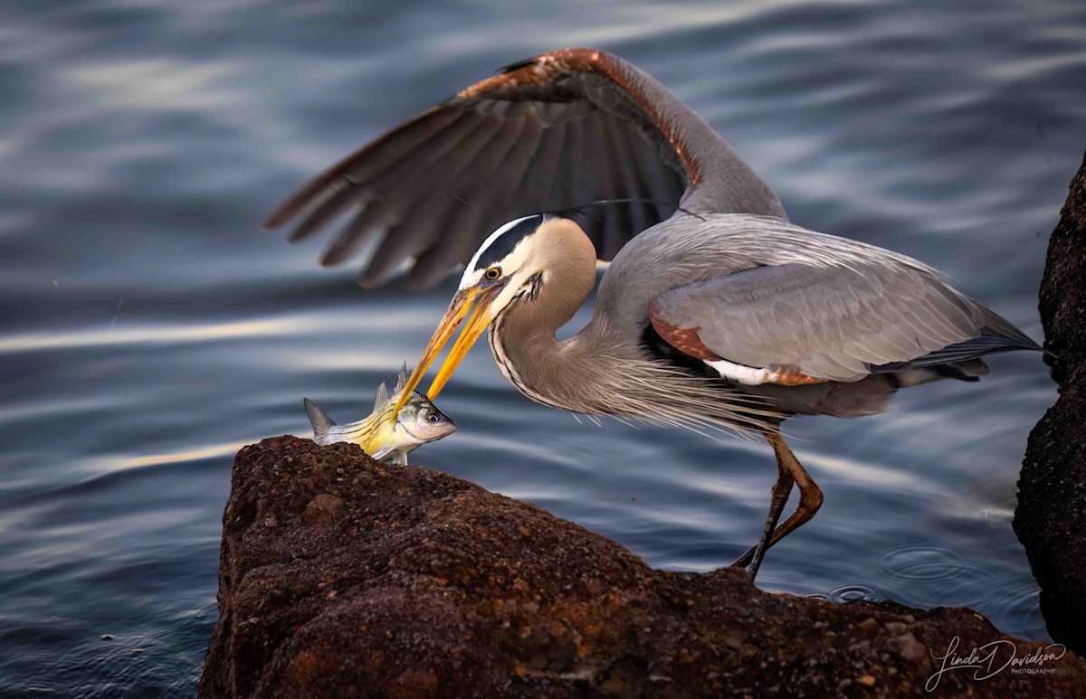 Gotcha by Linda Davidson, Image 1.