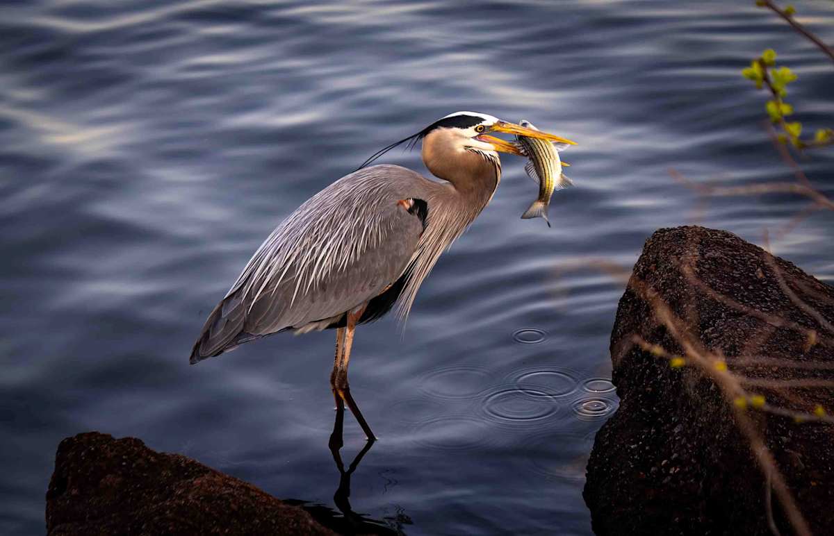 Catch of the Day by Linda Davidson 