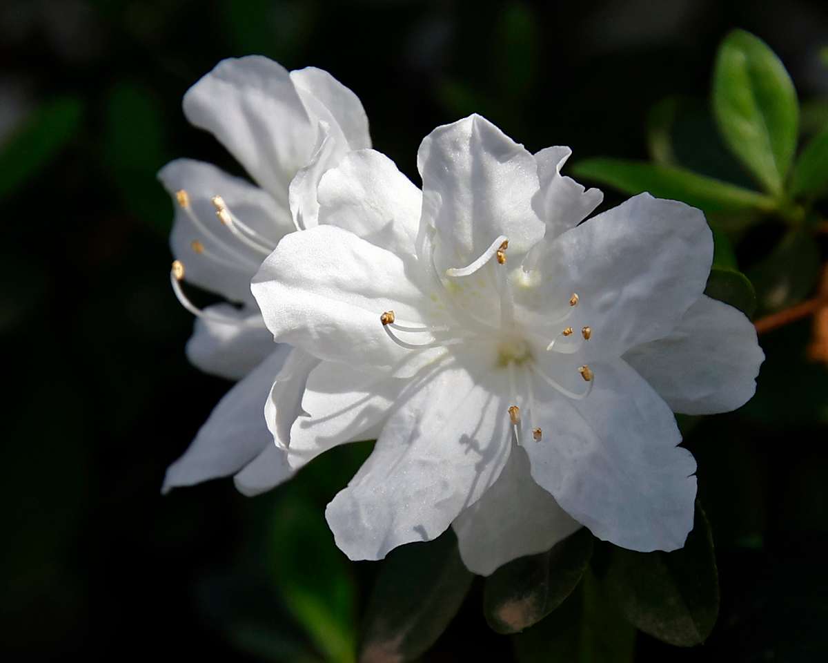 White Azalea by Peggy Craft 