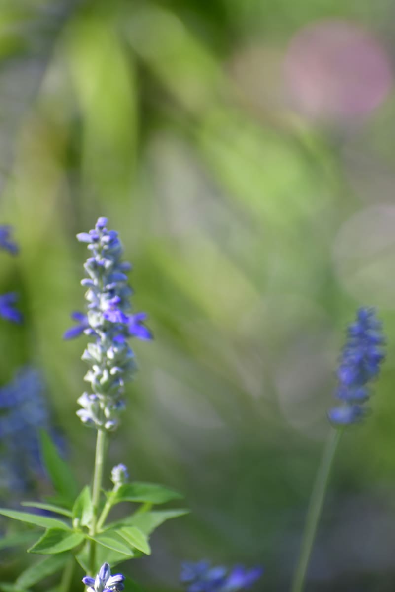 Method of Salvation by Serenity Mitchell  Image: Violet salva plants bokeh