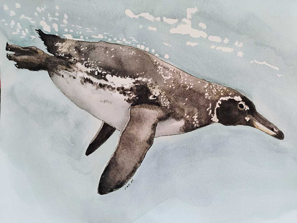 Galapagos Swimming Penguin by Terry Heckmann  Image: Galapagos Swimming Penguin