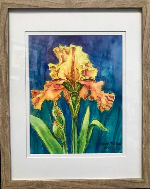 Sunshine Iris by Genie Morgan 