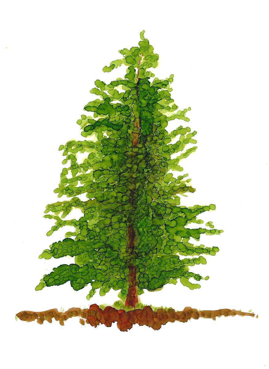 Douglas by Charrise Mccrorey 