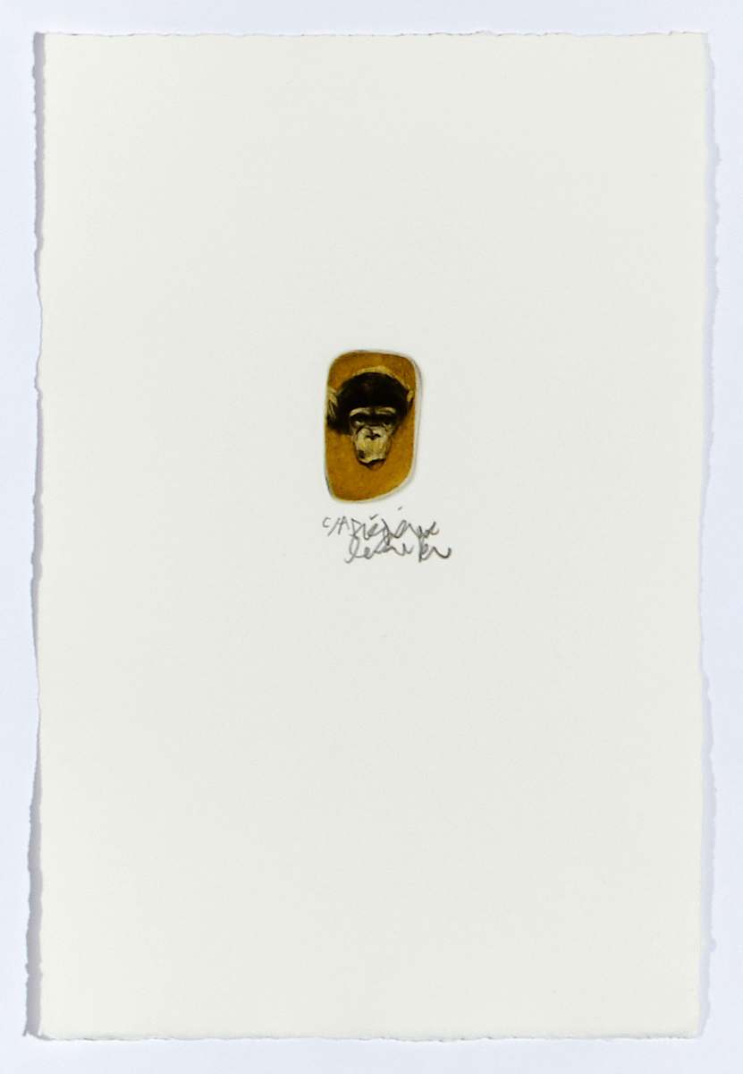 Singe 6 by Frédéric Desaulniers 