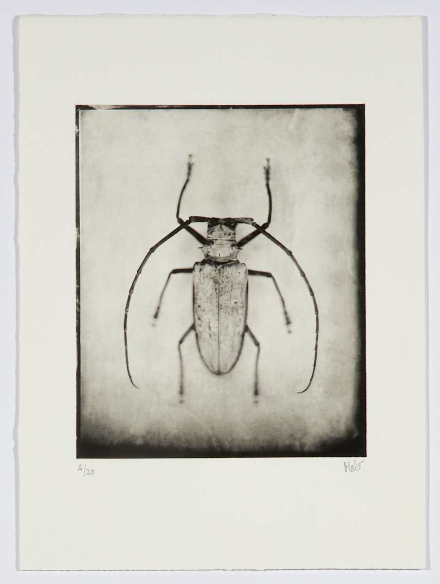 Celosterna by Marcelo Troche 