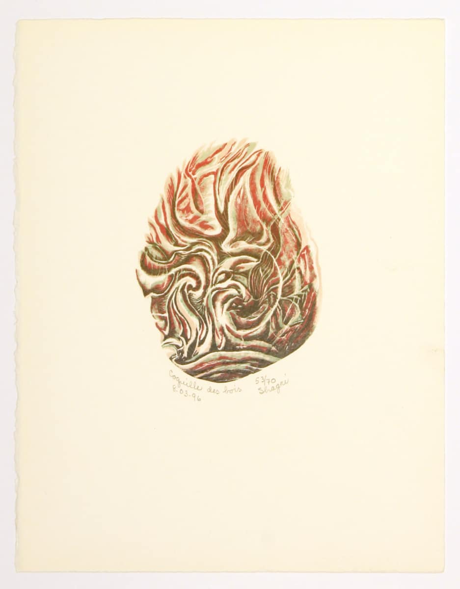 Coquille des bois by Shagri 