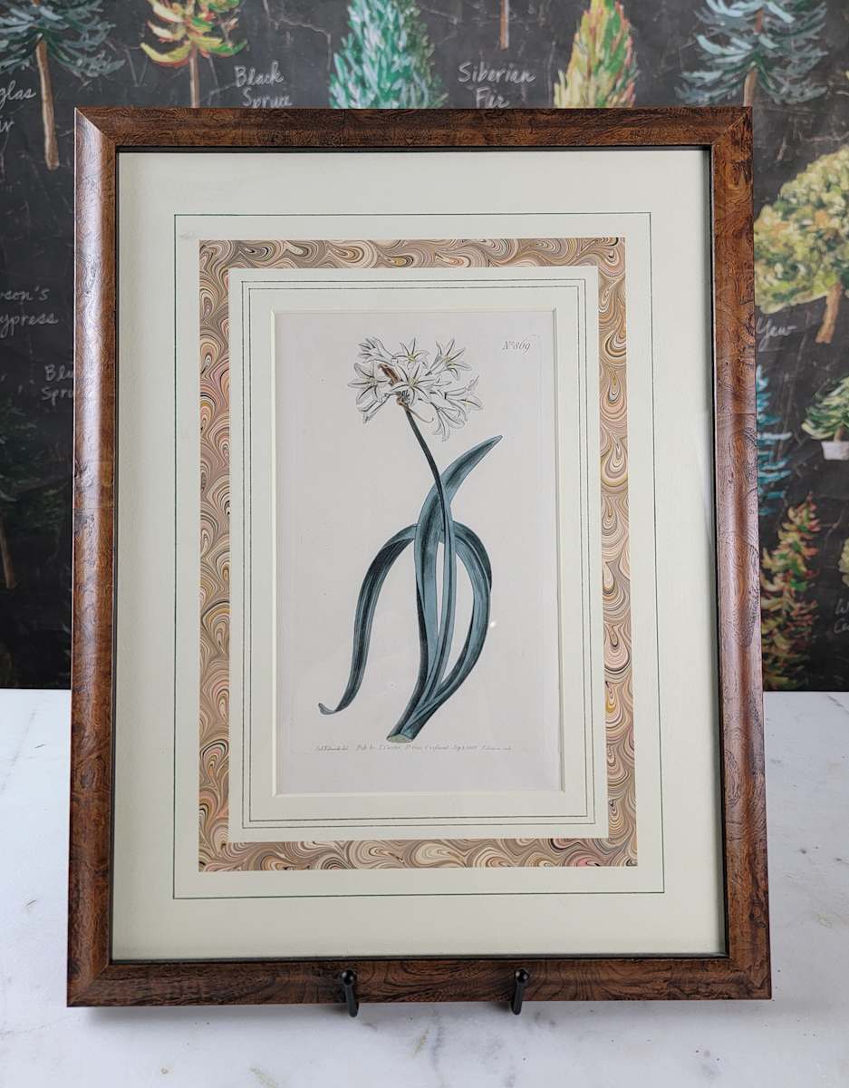 Curtis Botanical Magazine Plate 869: Allium Triquetrum, 1805 by William Curtis 