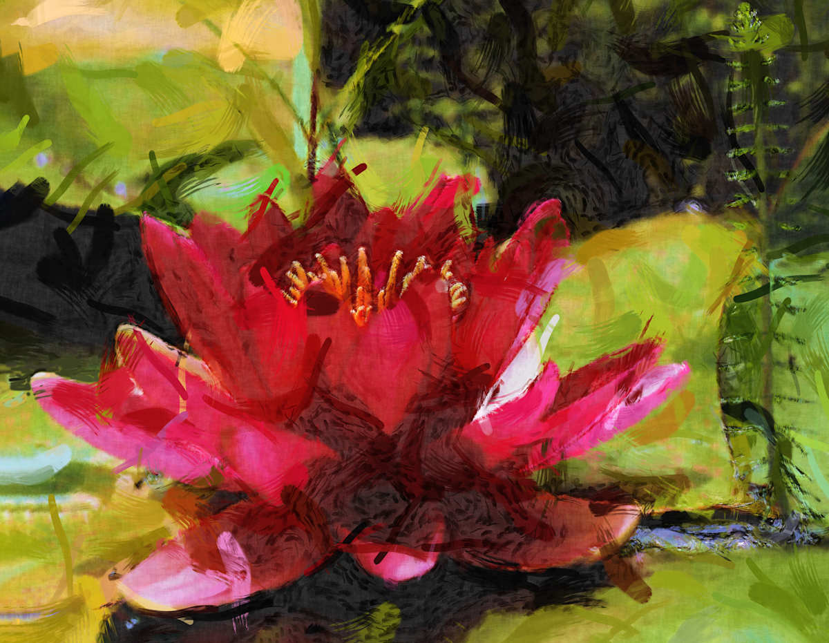 Red Water Lilly by Joseph Perryman, Image 1.