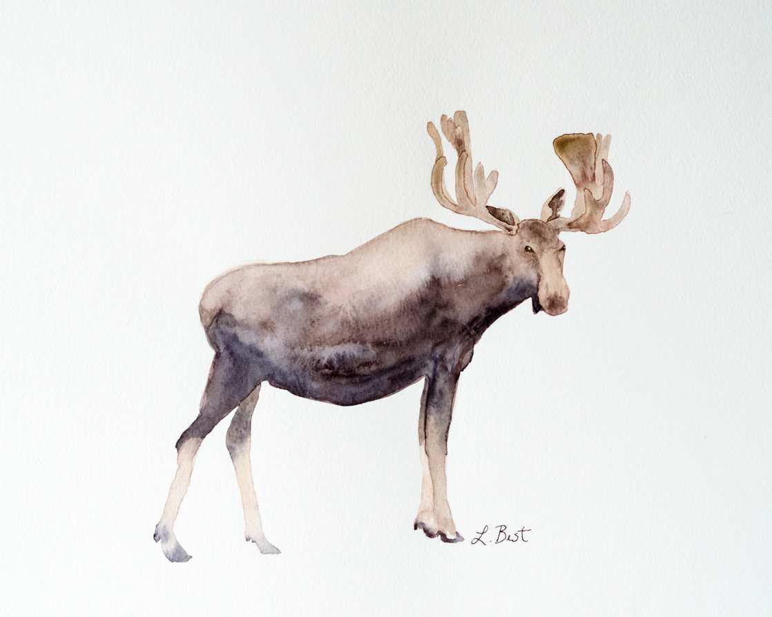 Canada Moose by Laurel Best 