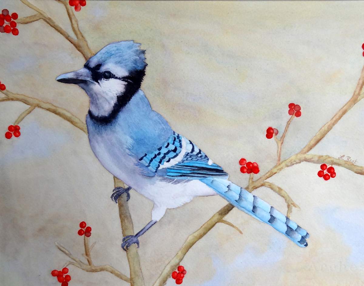 Blue Jay by Laurel Best 