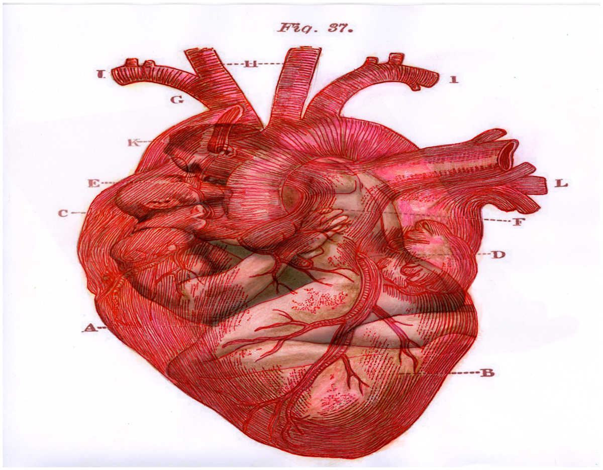 Heart Merge Excerpt 13 (From "The Anatomical Intimacy of the Heart" series) mixed media, $250.  Buyer pays shipping.  Prints available, contact artist. by Stephen Mead  Image: The series "The Anatomical Intimacy of the Heart" was published as a book, https://www.amazon.com/Anatomical-Intimacy-Heart-Stephen-Mead/dp/B0914WWJ4K