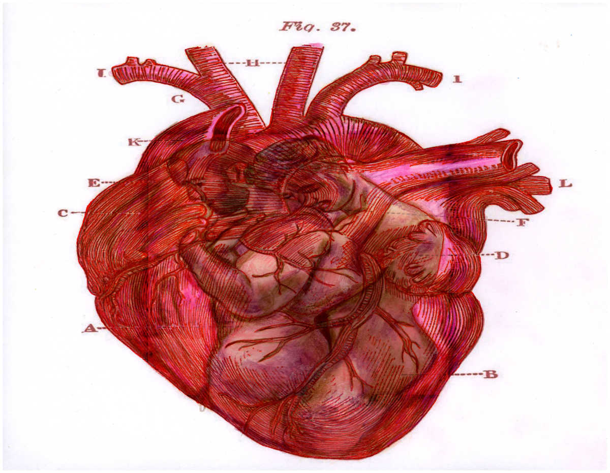 Heart Merge Excerpt 42 (From "The Anatomical Intimacy of the Heart" series) mixed media, $250.  Buyer pays shipping.  Prints available, contact artist. by Stephen Mead  Image: The series "The Anatomical Intimacy of the Heart" was published as a book, https://www.amazon.com/Anatomical-Intimacy-Heart-Stephen-Mead/dp/B0914WWJ4K