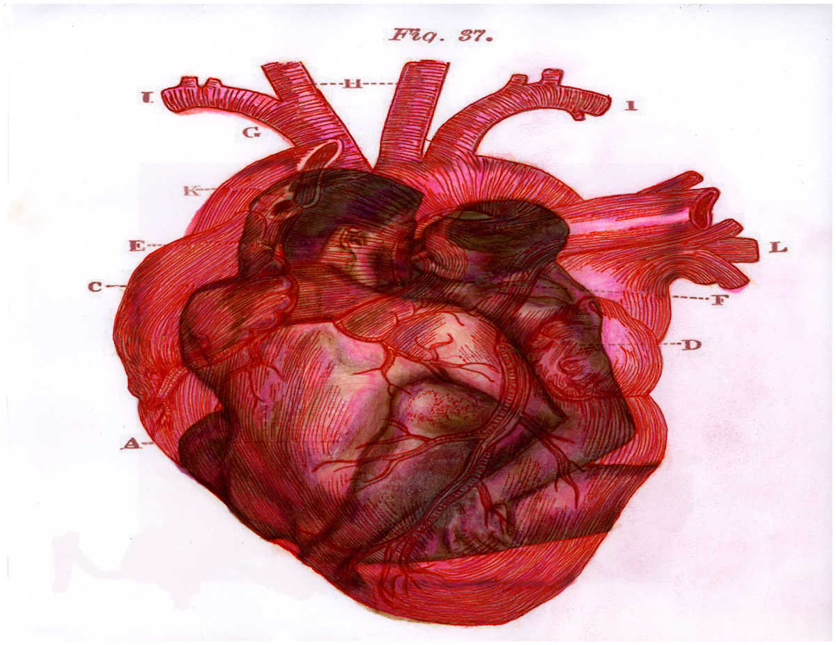 Heart Merge Excerpt 52(From "The Anatomical Intimacy of the Heart" series) mixed media, $250.  Buyer pays shipping.  Prints available, contact artist. by Stephen Mead  Image: The series "The Anatomical Intimacy of the Heart" was published as a book, https://www.amazon.com/Anatomical-Intimacy-Heart-Stephen-Mead/dp/B0914WWJ4K