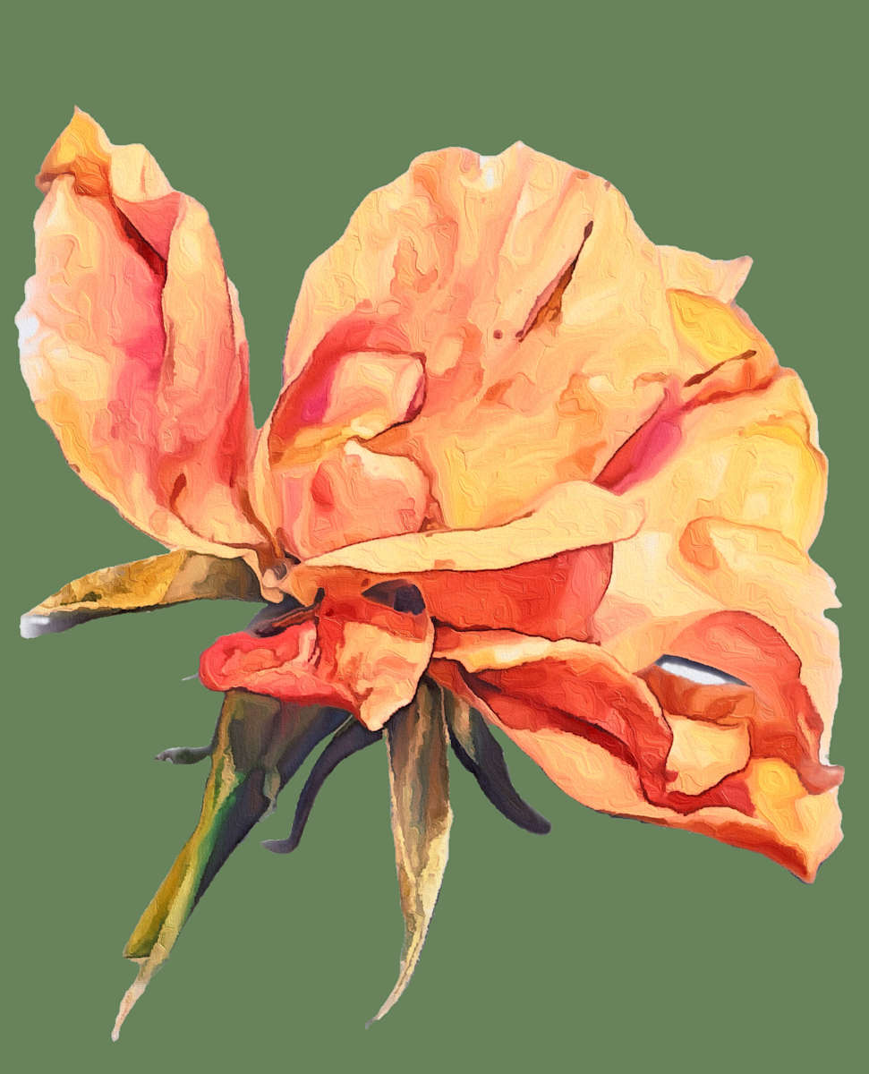 Sunny Contrast by Mica Hoberg, Image 1.