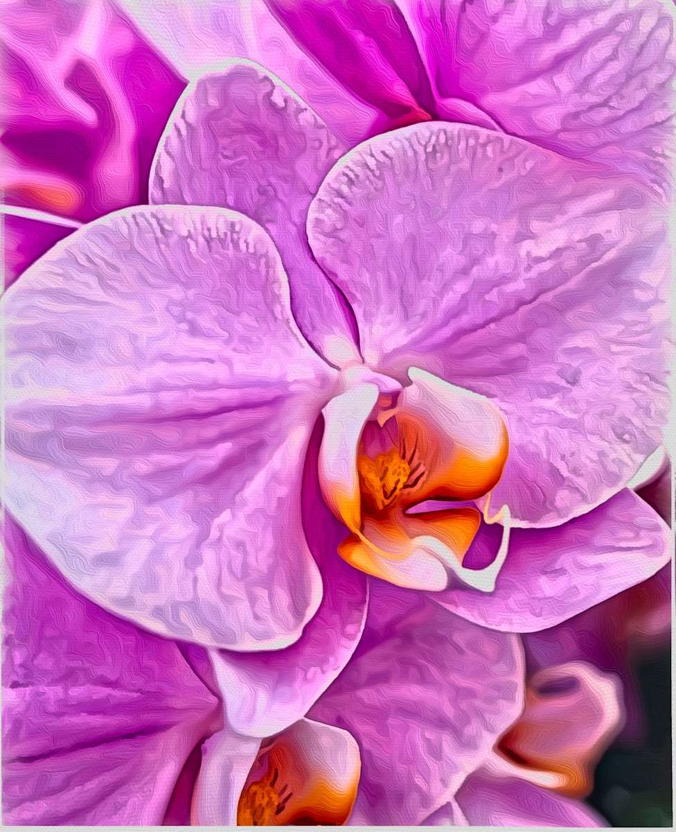 PinkOrchid by Mica Hoberg  Image: A large, vibrant pink orchid blossom in the foreground, surrounded by softer blooms in the background.