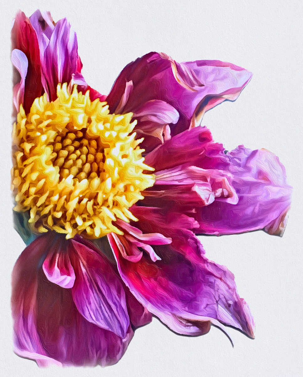 Twilight Peony by Mica Hoberg  Image: Peony