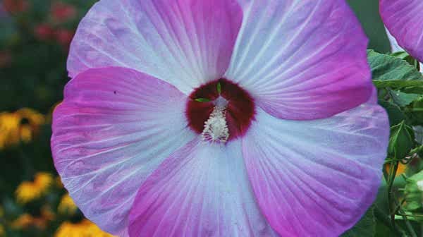 hibiscus by charles elwert, Image 1.
