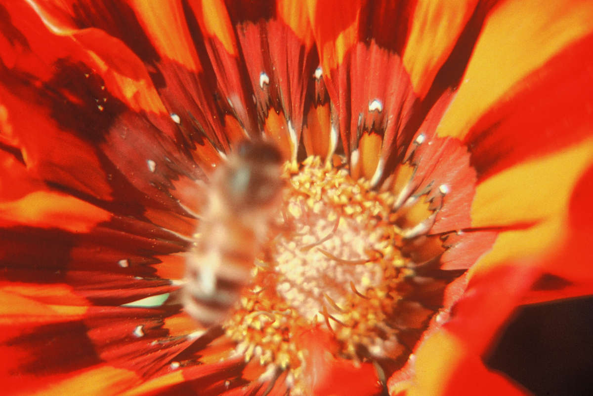 BUZZ by charles elwert, Image 1.