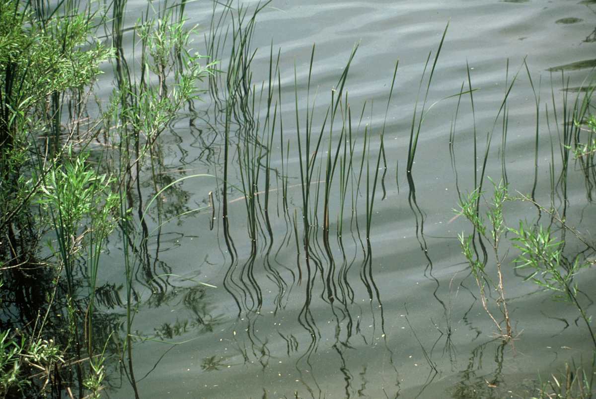 reeds by charles elwert, Image 1.