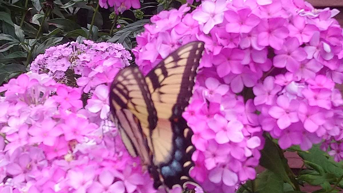 ELDA'S GARDEN by charles elwert  Image: FLOCKS