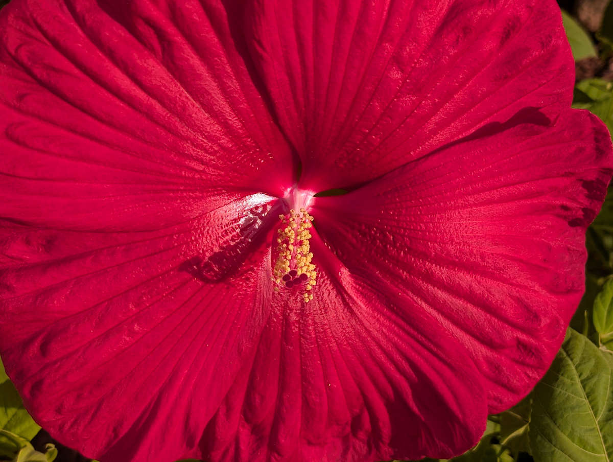 LATE BLOOMER by charles elwert, Image 1.